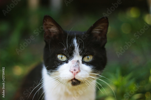 black and white cat close-up with yellow eyes on a green background