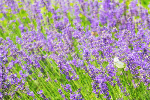 purple lavender flowers with butterfly