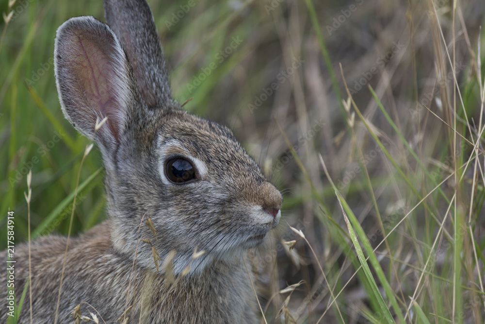 Fototapeta premium Mr. Rabbit