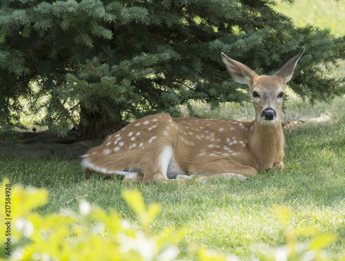 Bambi