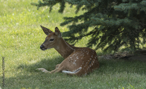 The Fawn
