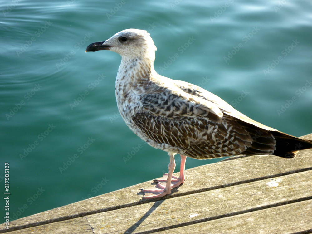 Albatros, sea gall, gull Albatros, sea gall, gull