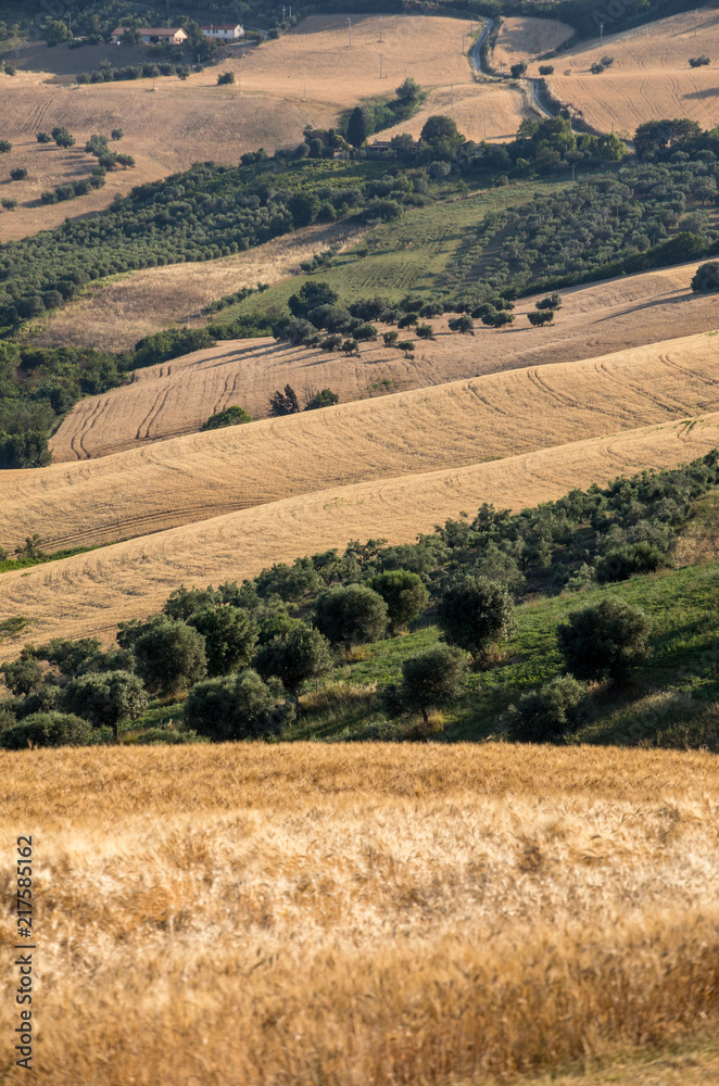Fototapeta premium Panoramic view of olive groves and farms on rolling hills of Abruzzo