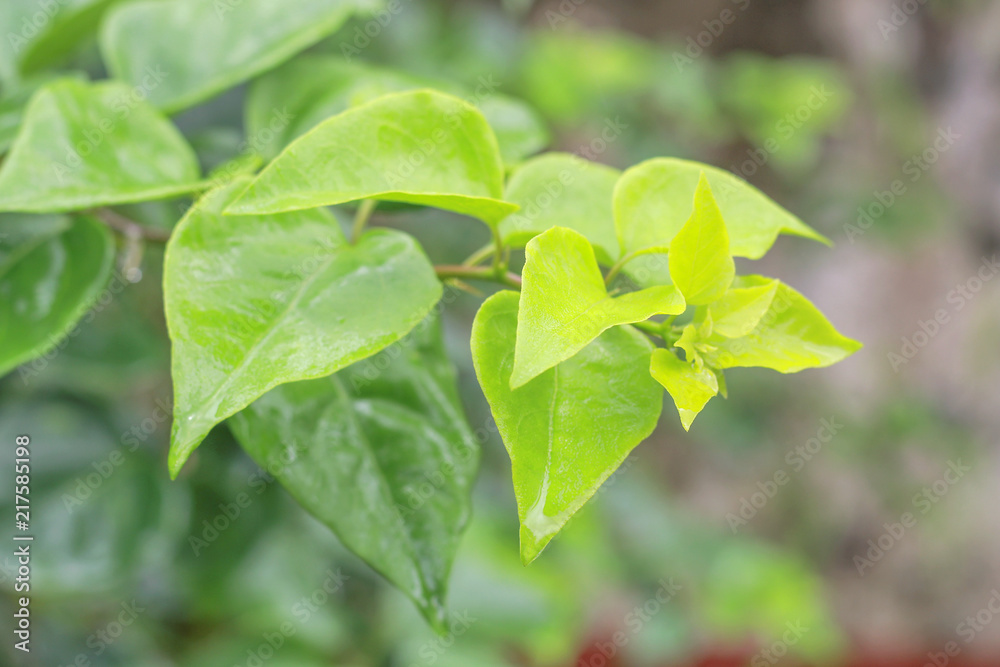 nature green leaf wall texture of the tropical forest plant nature green leaf wall texture of the tropical forest plant
