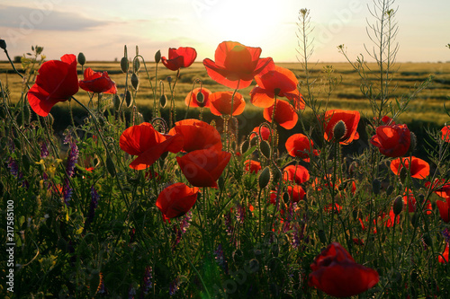 Fototapeta Naklejka Na Ścianę i Meble -  Poppy meadow in the beautiful light of the evening sun