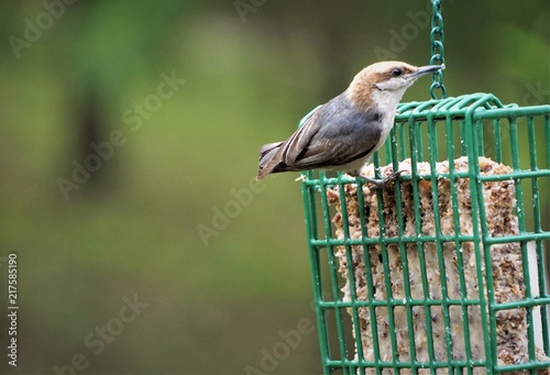 A cute BROWN-HEADED NUTHATCH (Sitta pusilla) perching on green suet feeder enjoy eating and relaxing  on the soft focus background, Spring in GA USA. photo