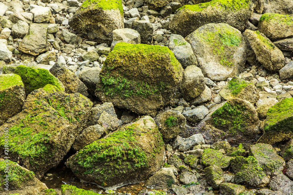 Green algae attached to the rocks, uesful as background/texture (RI, USA)