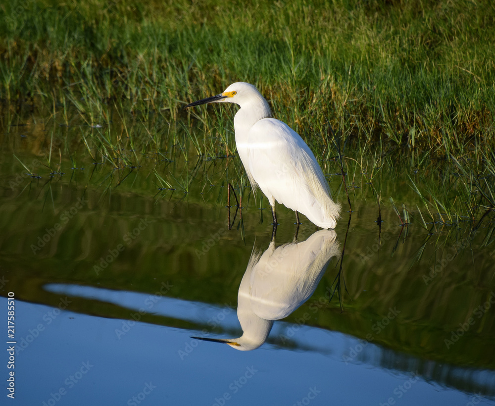 Egret Standing at Attention in the Morning Light Egret Standing at Attention in the Morning Light