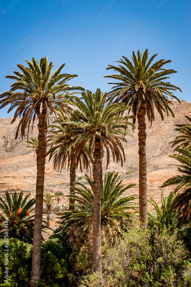 Palm trees in the desert