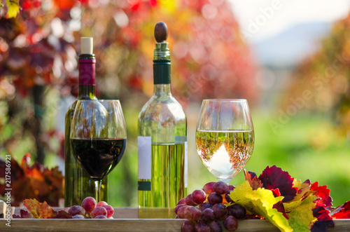 Erntezeit, Genuss in der Pfalz: Weinprobe im Herbst, Rotwein, Weißwein, Weinglas und Trauben im Weinberg :)