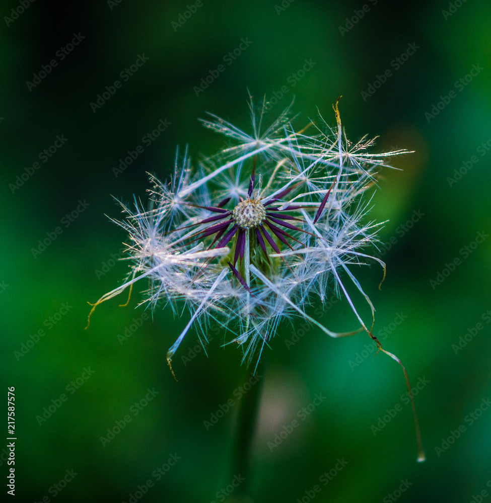 Fototapeta premium Blowball