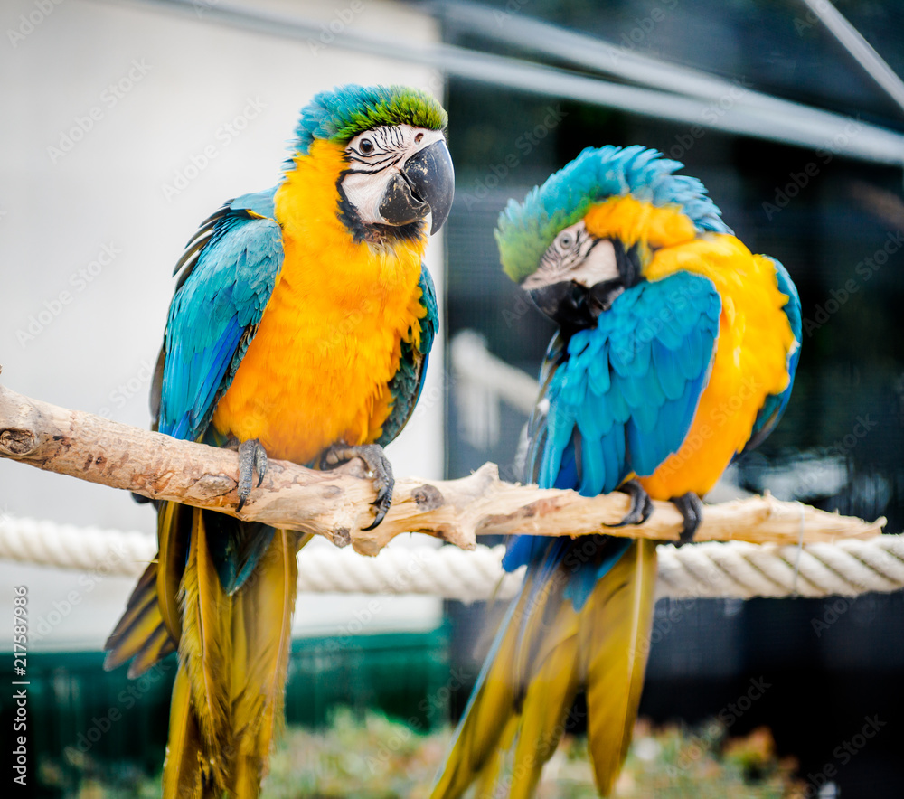 Obraz premium Couple of blue-and-yellow macaws