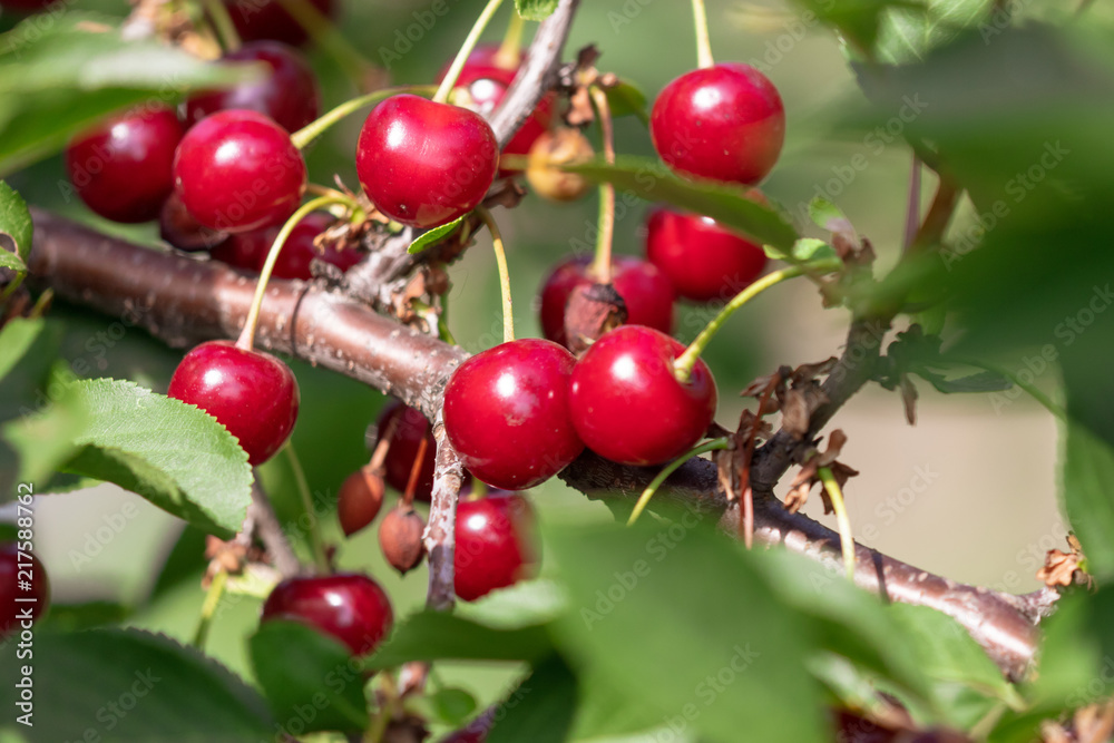 Red ripe cherry on a tree in summer Red ripe cherry on a tree in summer