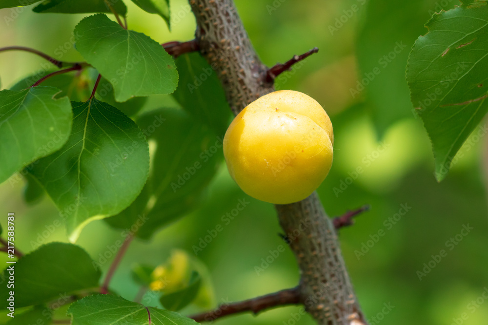 Yellow apricot on a tree branch in the afternoon