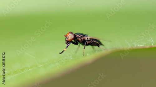 Fly on a green leaf in nature