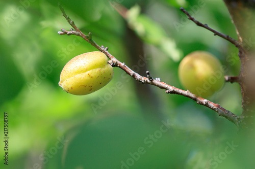 Yellow apricot on a tree branch in the afternoon