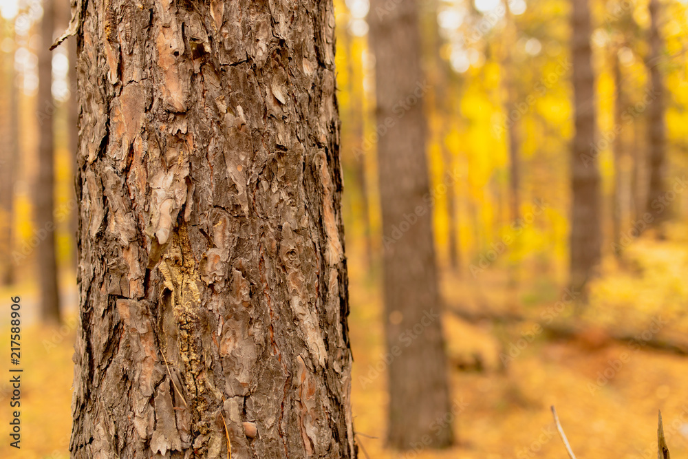 Fototapeta premium Trees in the forest in autumn as a background