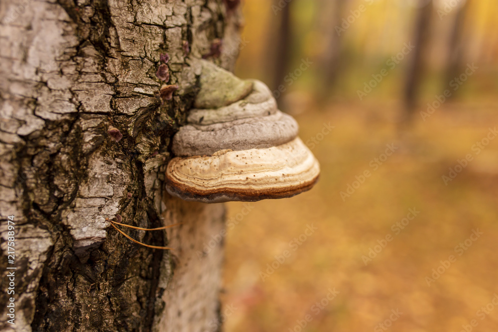 Inedible mushrooms on a tree in autumn