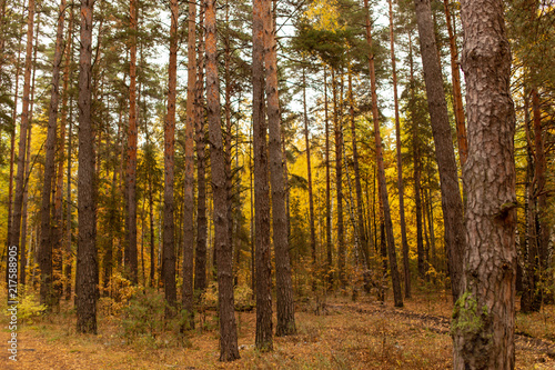 Trees in the forest in autumn as a background