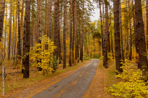 Fototapeta Naklejka Na Ścianę i Meble -  Road in the forest in autumn as a background