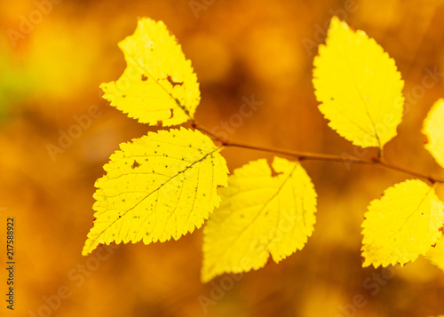 Leaves on a tree in autumn as a background