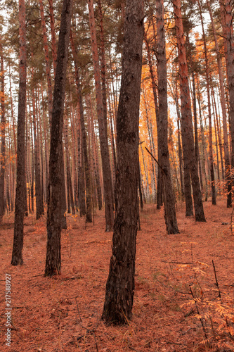 Fototapeta Naklejka Na Ścianę i Meble -  Trees in the forest in autumn as a background