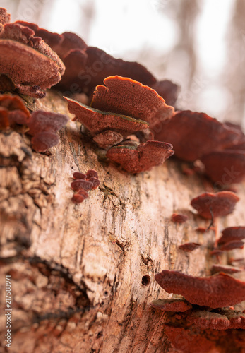 Inedible mushrooms on a tree in autumn