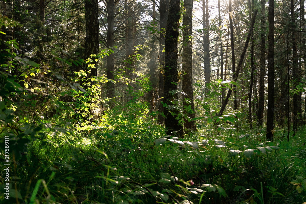 sunlight breaks through the tree branches in the dense wild forest sunlight breaks through the tree branches in the dense wild forest