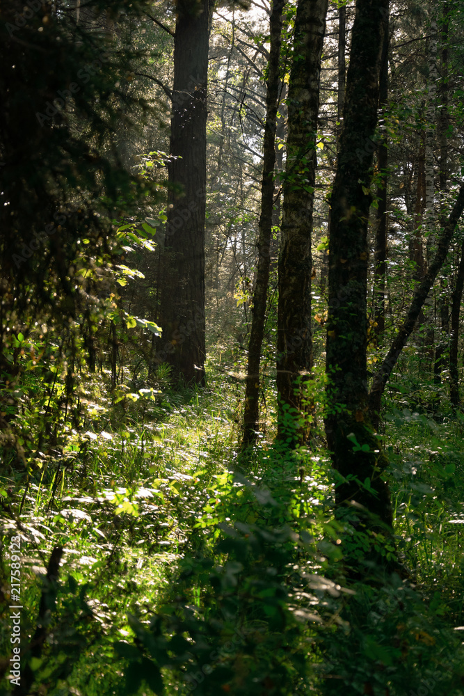 sunlight breaks through the tree branches in the dense wild forest sunlight breaks through the tree branches in the dense wild forest