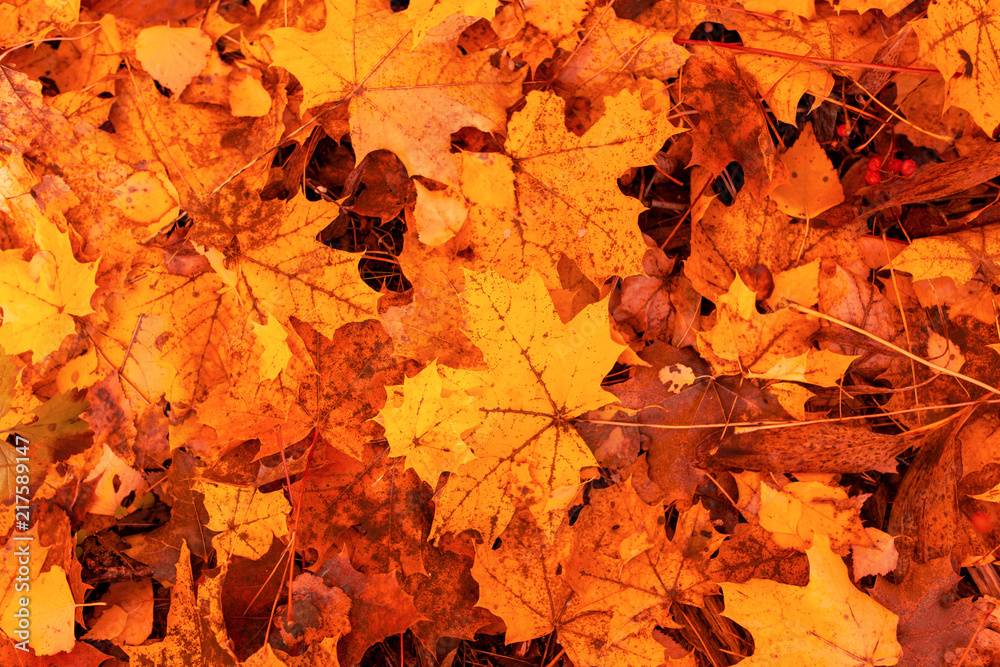 Fototapeta premium Leaves on the ground in autumn as a background