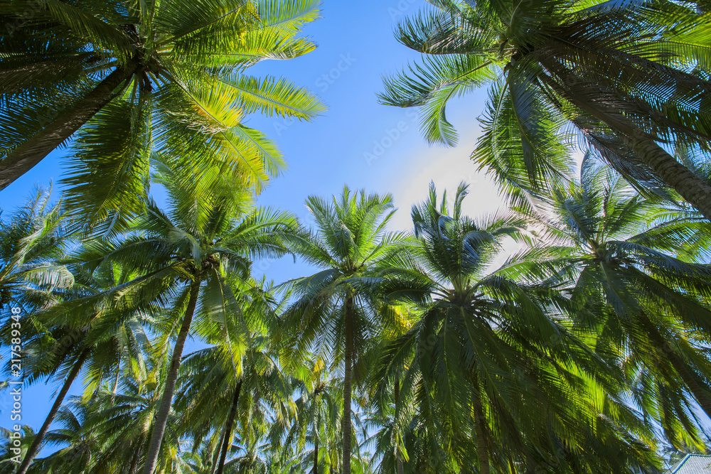 Fototapeta premium Coconut tree on sky background