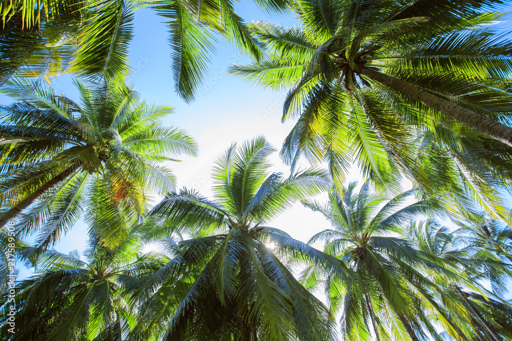 Coconut tree on sky background