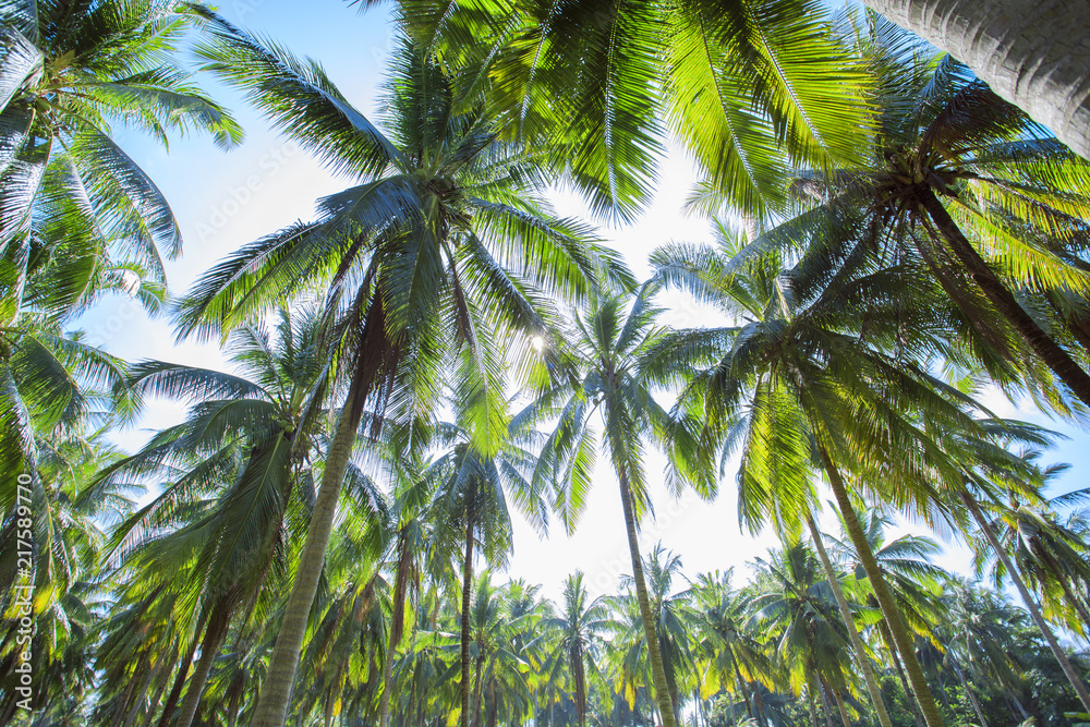 Fototapeta premium Coconut tree on sky background