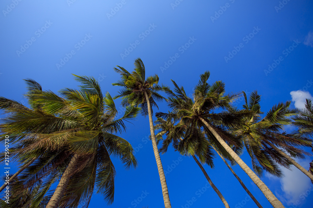 Palm tree with sunny day. Jungle of Thailand. Koh Samui island. Palm tree with sunny day. Jungle of Thailand. Koh Samui island.