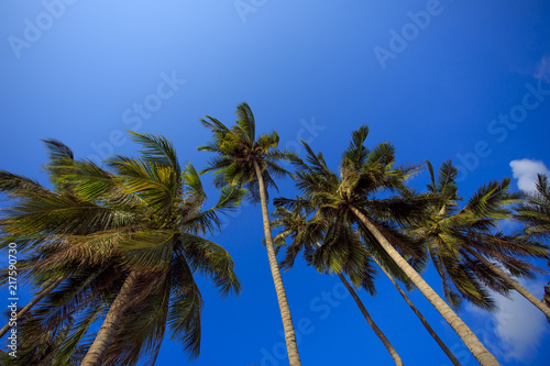 Palm tree with sunny day. Jungle of Thailand. Koh Samui island.