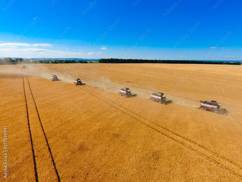 Obraz premium Harvester machine working in field . Combine harvester agriculture machine harvesting golden ripe wheat field. Agriculture. Aerial view. From above.