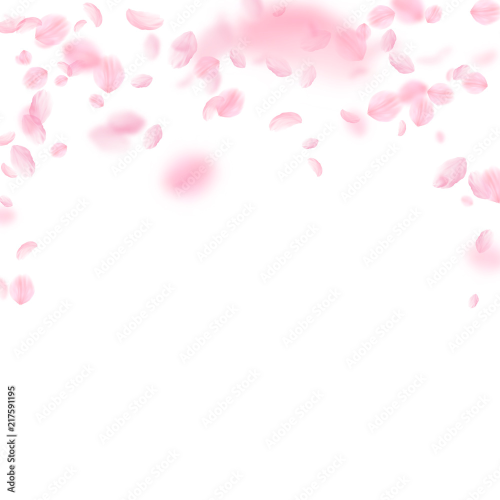 Sakura petals falling down. Romantic pink flowers falling rain. Flying petals on white square backgr