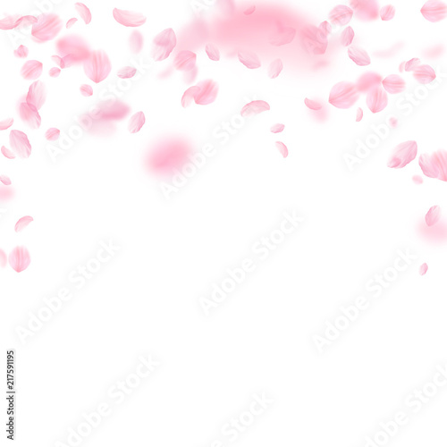 Sakura petals falling down. Romantic pink flowers falling rain. Flying petals on white square backgr