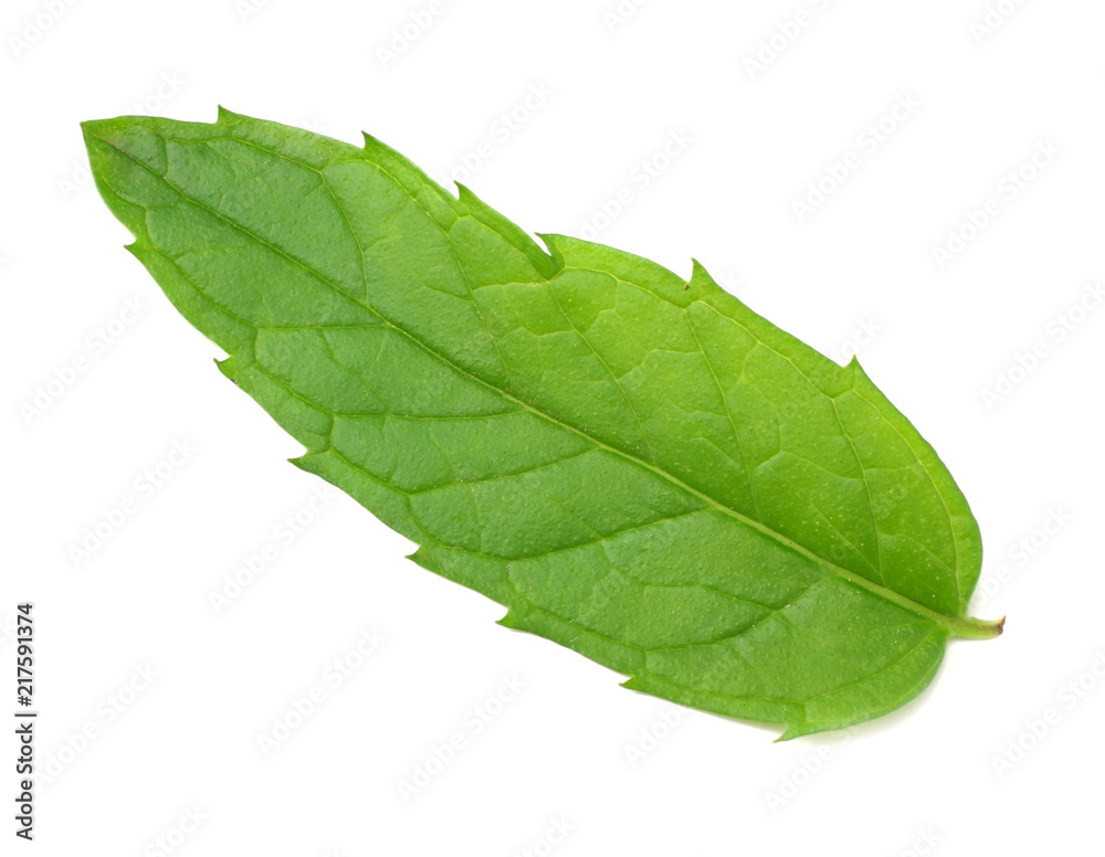 Obraz premium Fresh mint leaves isolated on white background