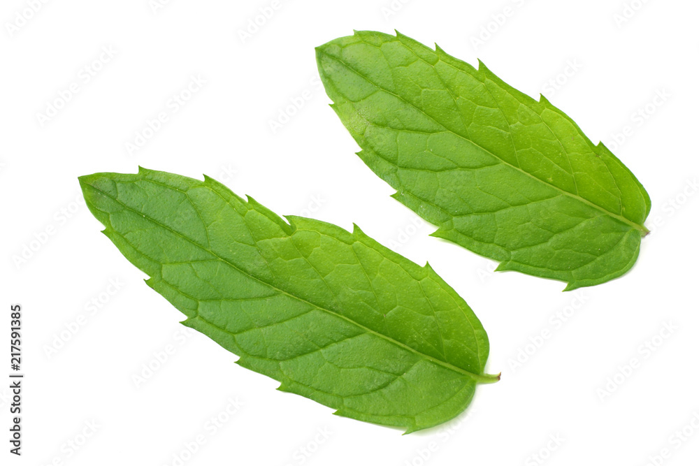 Fototapeta premium Fresh mint leaves isolated on white background
