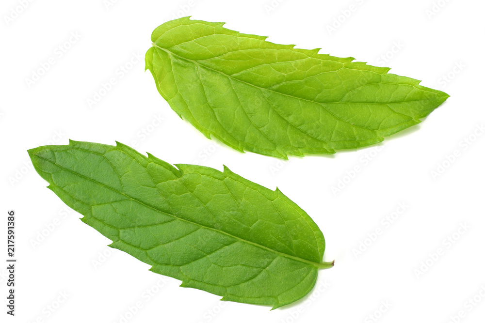 Fresh mint leaves isolated on white background Fresh mint leaves isolated on white background