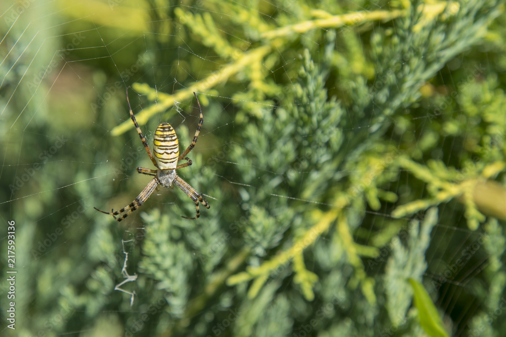 A large spider with yellow stripes on a cobweb in the garden. Spider garden-spider lat. Araneus kind araneomorph spiders of the family of Orb-web spiders Araneidae sits on the web. Macro