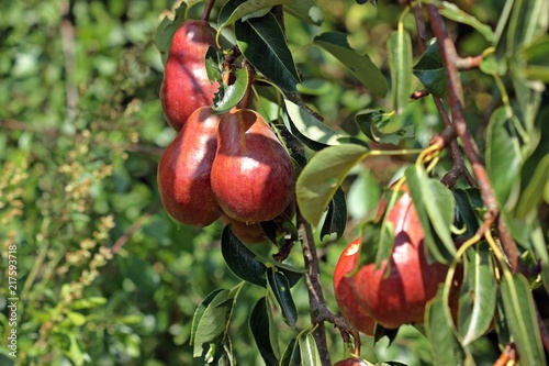 Rote Birnen am Baum
