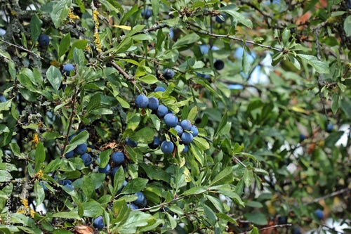 Schlehdorn (Prunus spinosa) mit Früchten