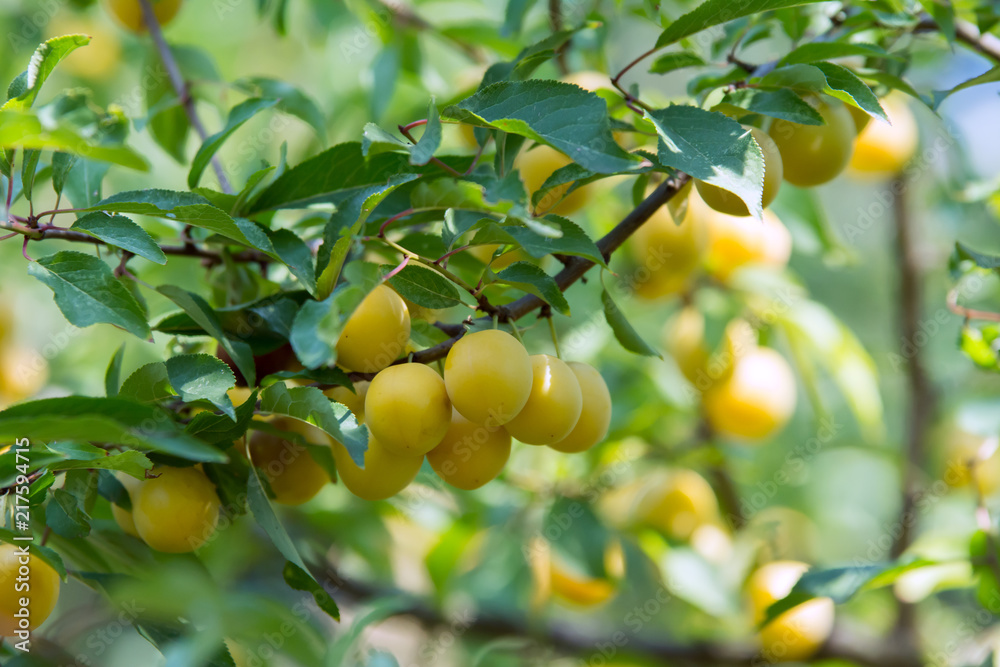 Cluster of yellow mirabelle plums among leaves on a tree