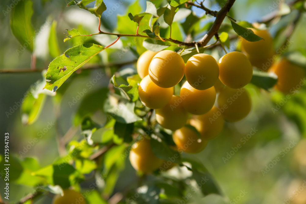 A group of yellow mirabelle plums on a twig of a plum tree in orchard A group of yellow mirabelle plums on a twig of a plum tree in orchard