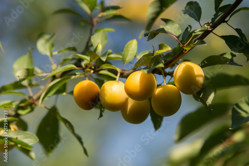 A group of yellow mirabelle plums on a twig of a plum tree