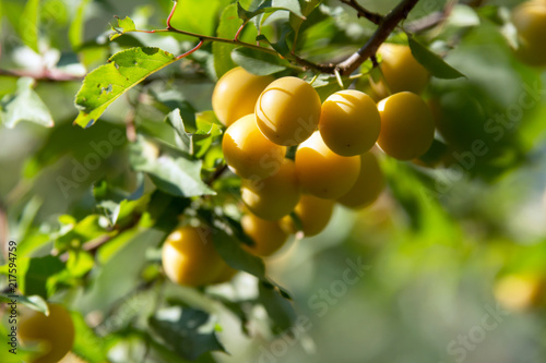 A group of yellow mirabelle plums on a twig of a plum tree