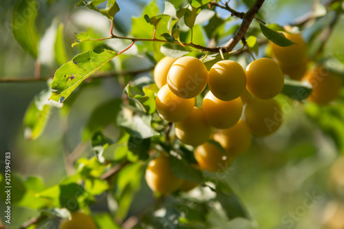 A group of yellow mirabelle plums on a twig of a plum tree in orchard