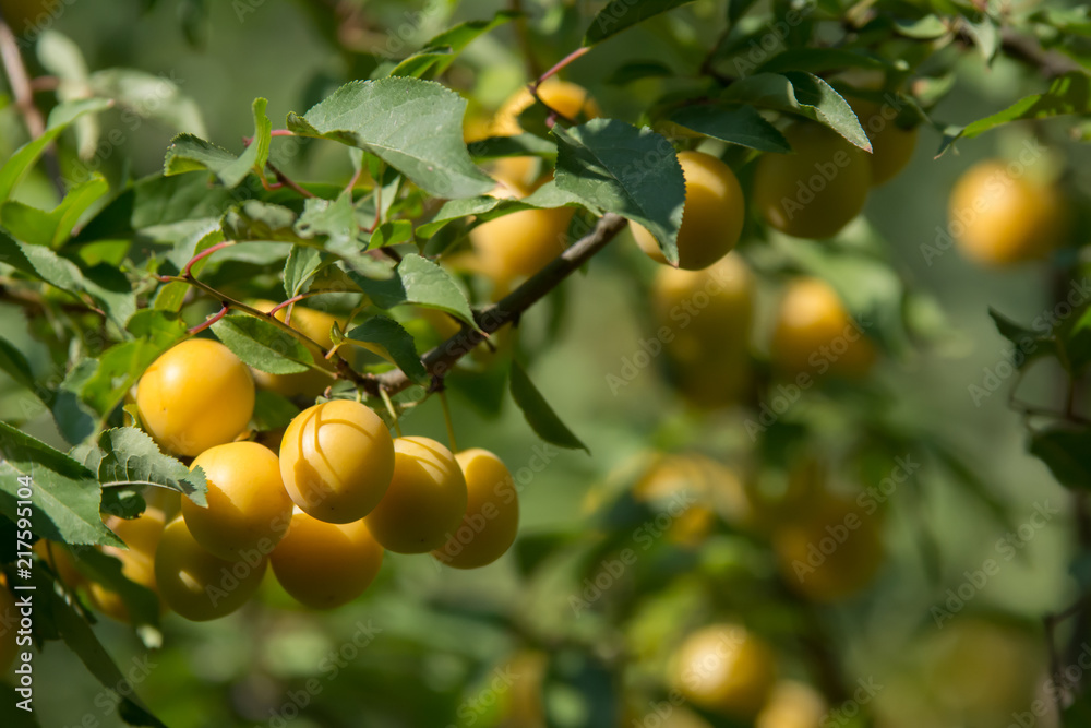 A cluster of yellow mirabelle plums on a branch of a plum tree